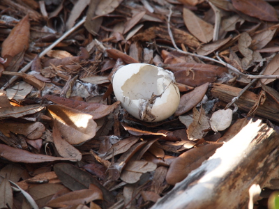 [One egg sits on the leaves and bark (landscaping bedding). The egg looks as if something pecked open a hole that is most of one side of the egg. There is some brown stringy stuff along the outside and partly inside. The egg looks as if it had been mostly liquid inside and now that is gone.]